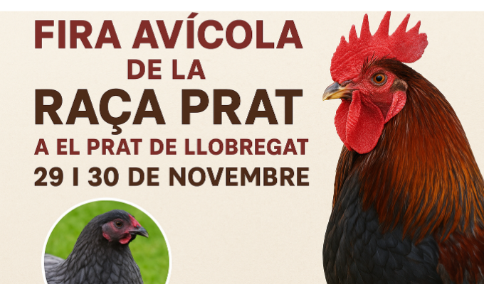 Fira Avícola de la Raça Prat a El Prat de Llobregat